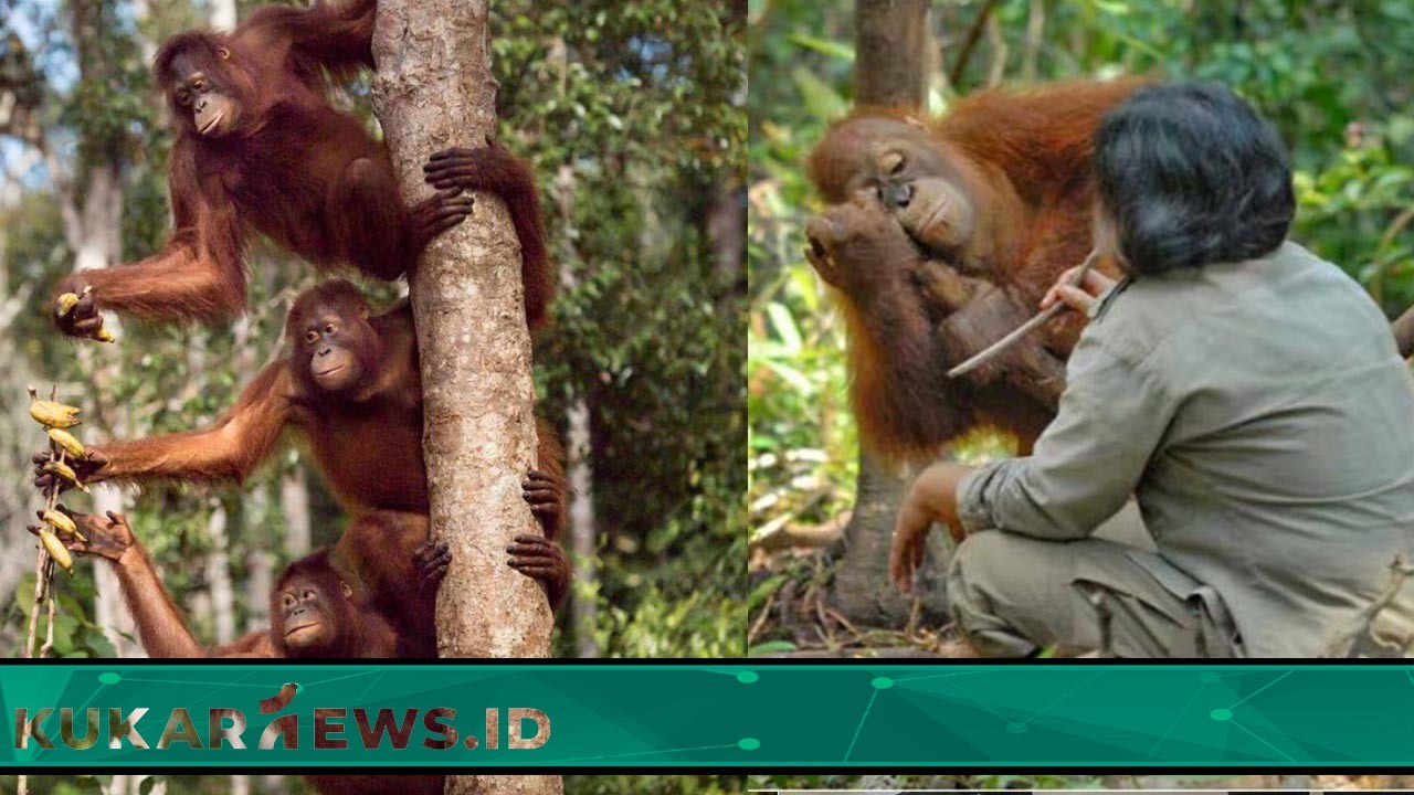 PHI Dukung Rehabilitasi Orangutan di Kalimantan Timur