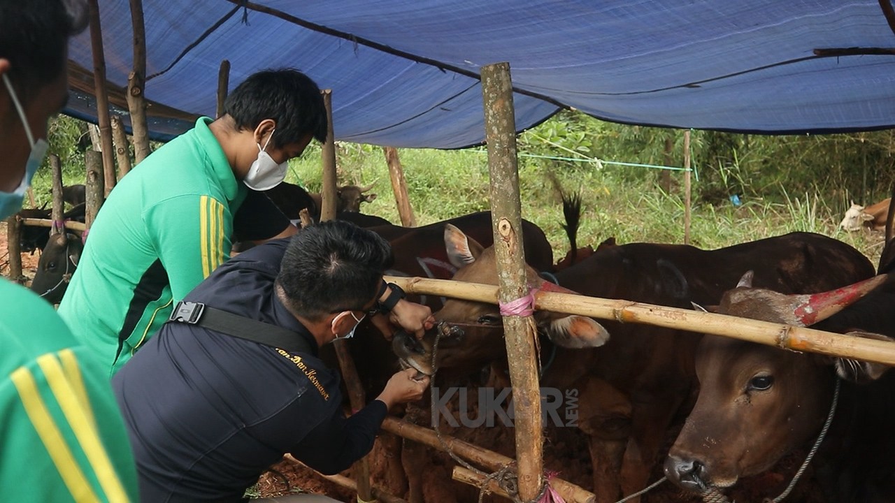 Hewan Kurban di Tenggarong Layak Dijual