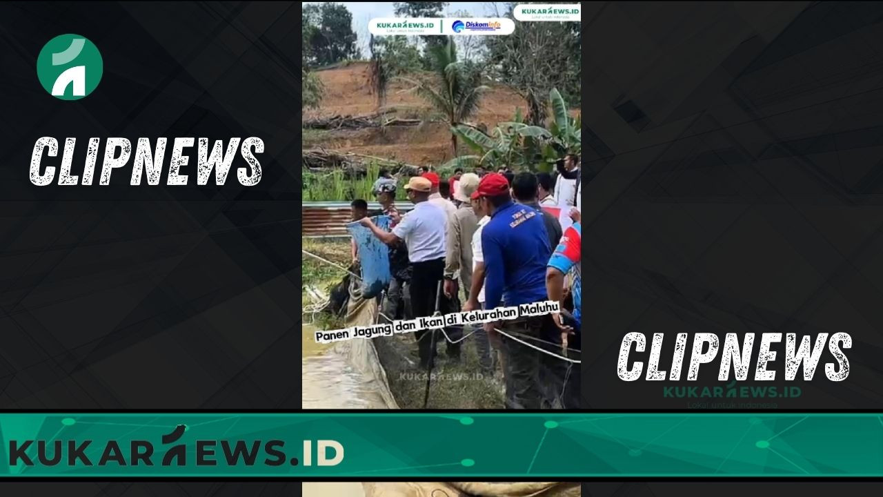 Panen Jagung dan Ikan di Kelurahan Maluhu - Clipnews