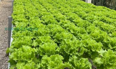 Dukung Penanganan Stunting, KWT Kukar Didorong Perkuat Pangan Rumah Tangga