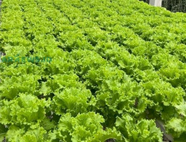 Dukung Penanganan Stunting, KWT Kukar Didorong Perkuat Pangan Rumah Tangga
