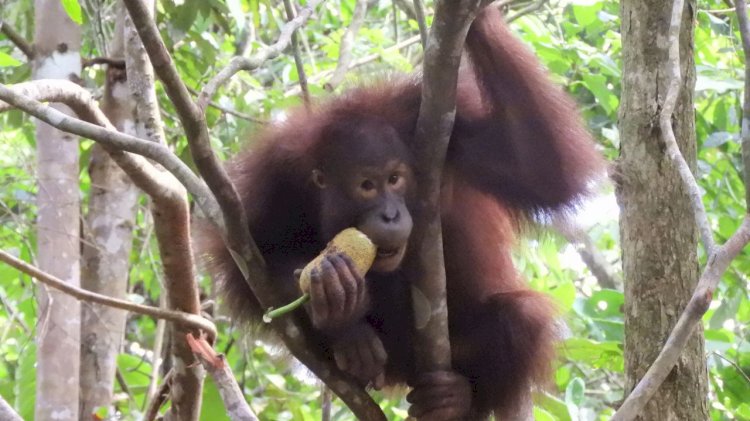 Pertamina Hulu Indonesia Dukung Konservasi Orang Utan di Kalimantan Demi Menjaga Ekosistem Hutan dan Keberlanjutan Energi