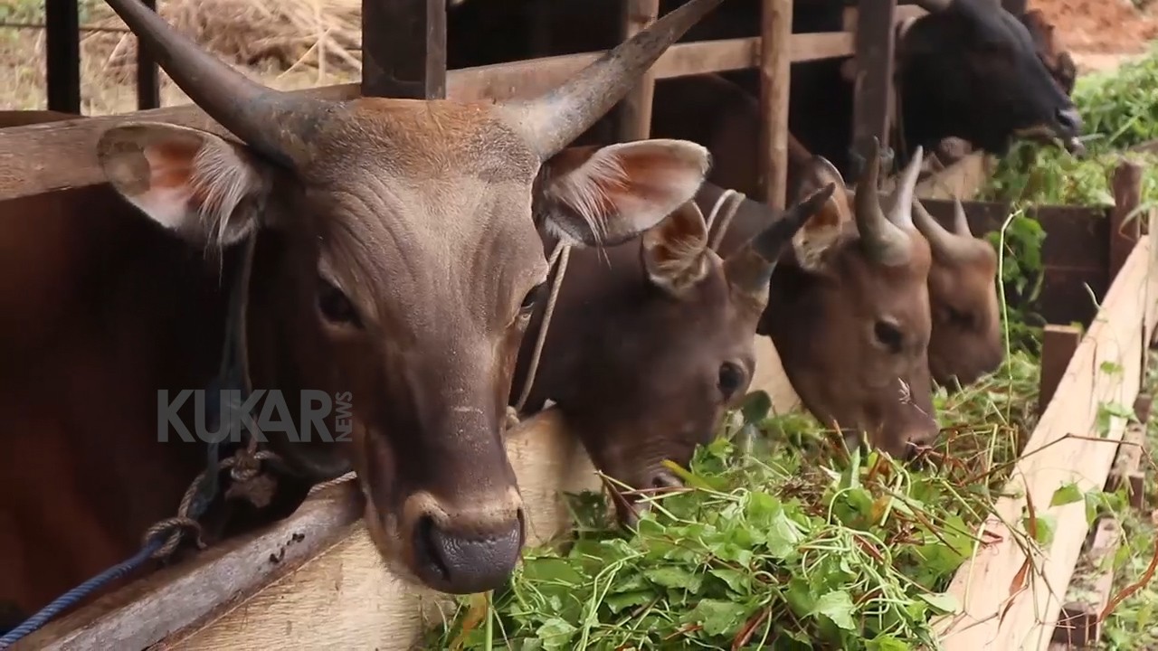 Ketersediaan Pakan Alam Untuk Sapi Di Sumber Sari